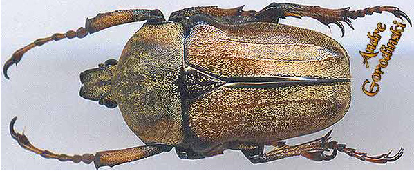 http://www.gorodinski.ru/cetoniidae/Cosmiomorpha decliva s.str..jpg